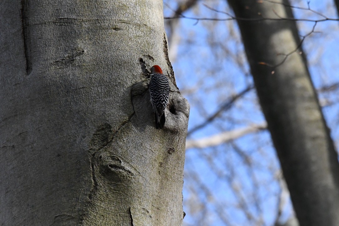 Red-bellied Woodpecker - ML634930299