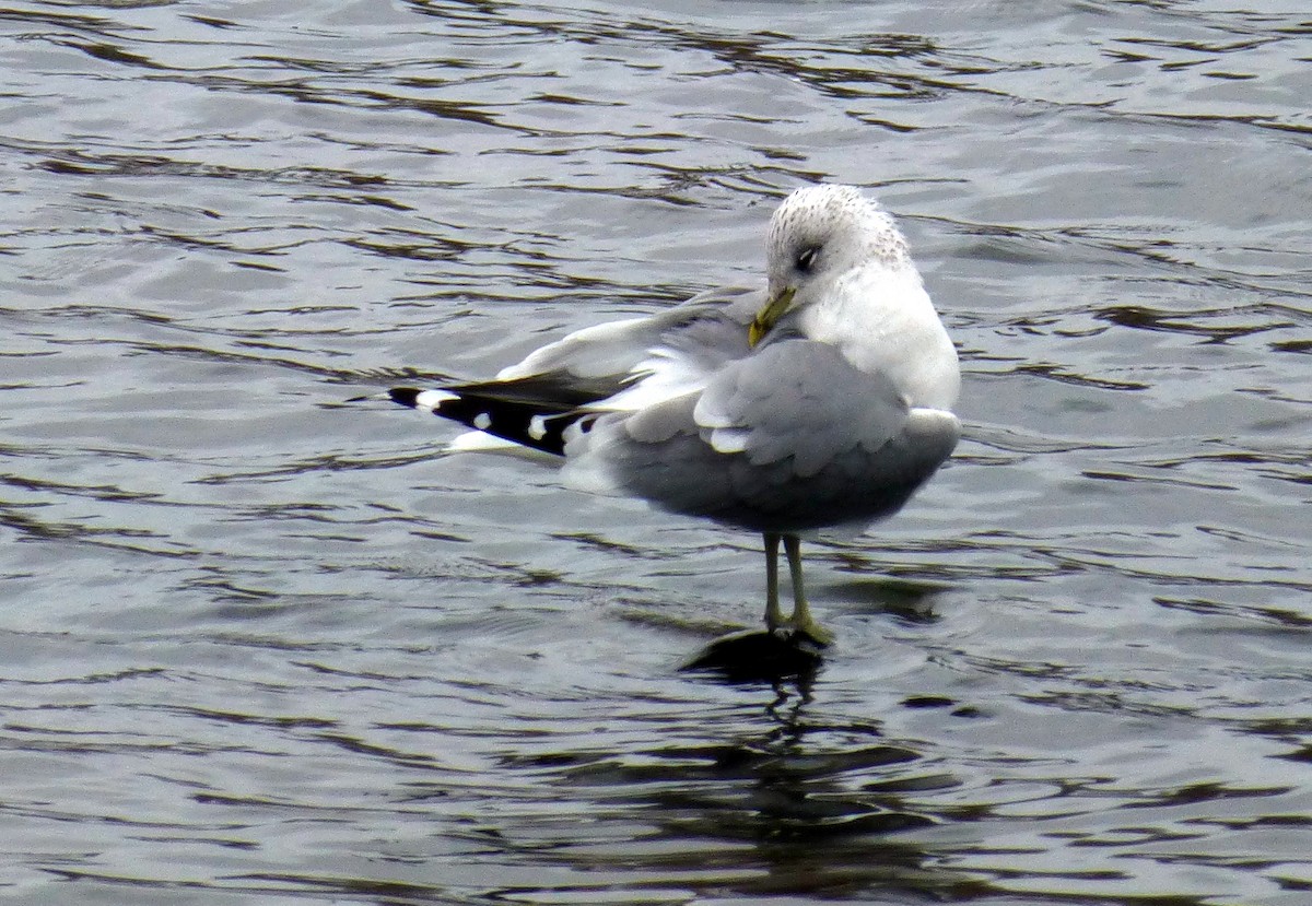 Common Gull (European) - ML63493031