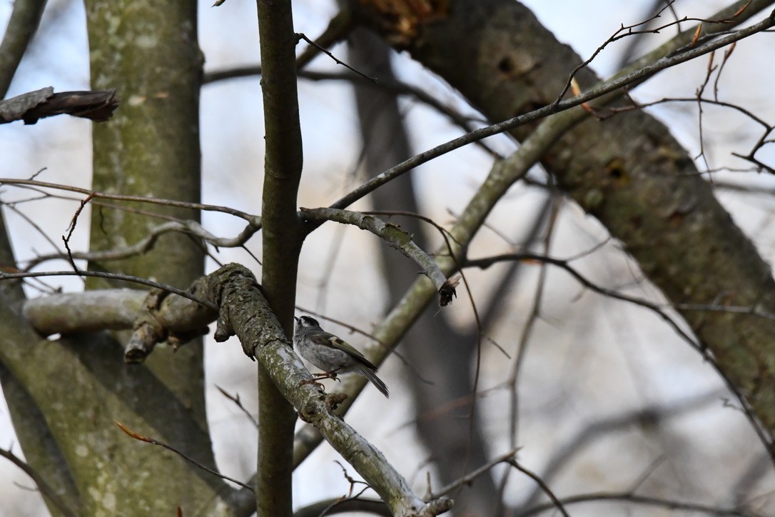 Golden-crowned Kinglet - ML634930311
