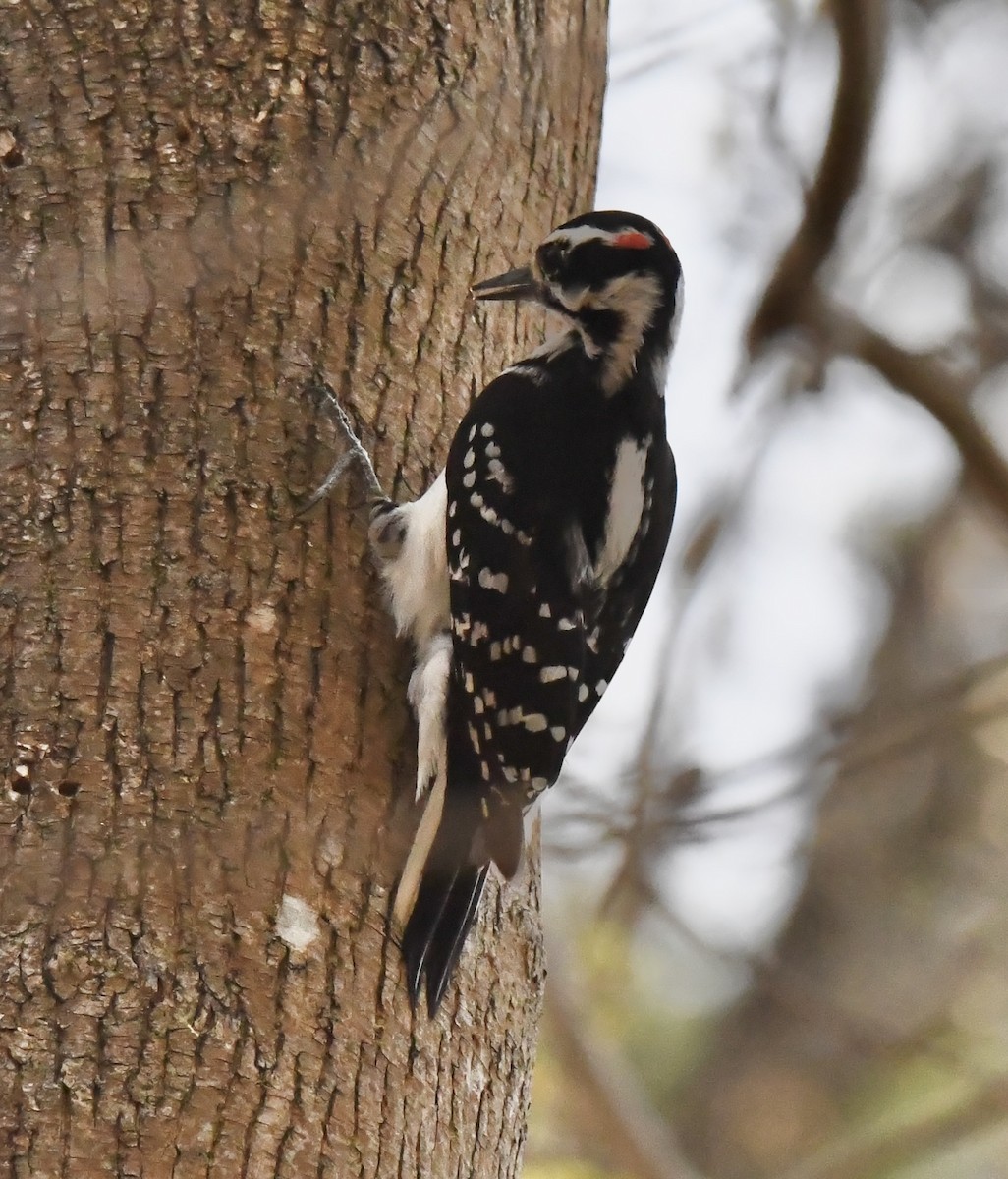 Downy Woodpecker - ML634930317