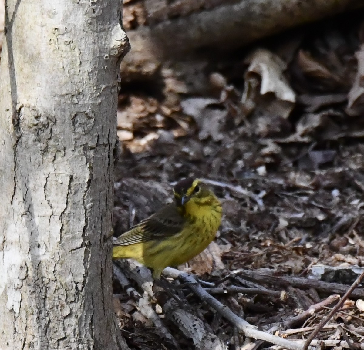 Palm Warbler - ML634930328