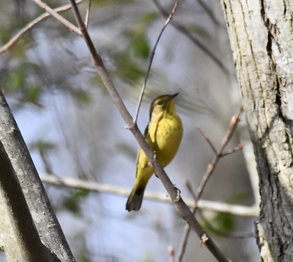 Palm Warbler - ML634930332