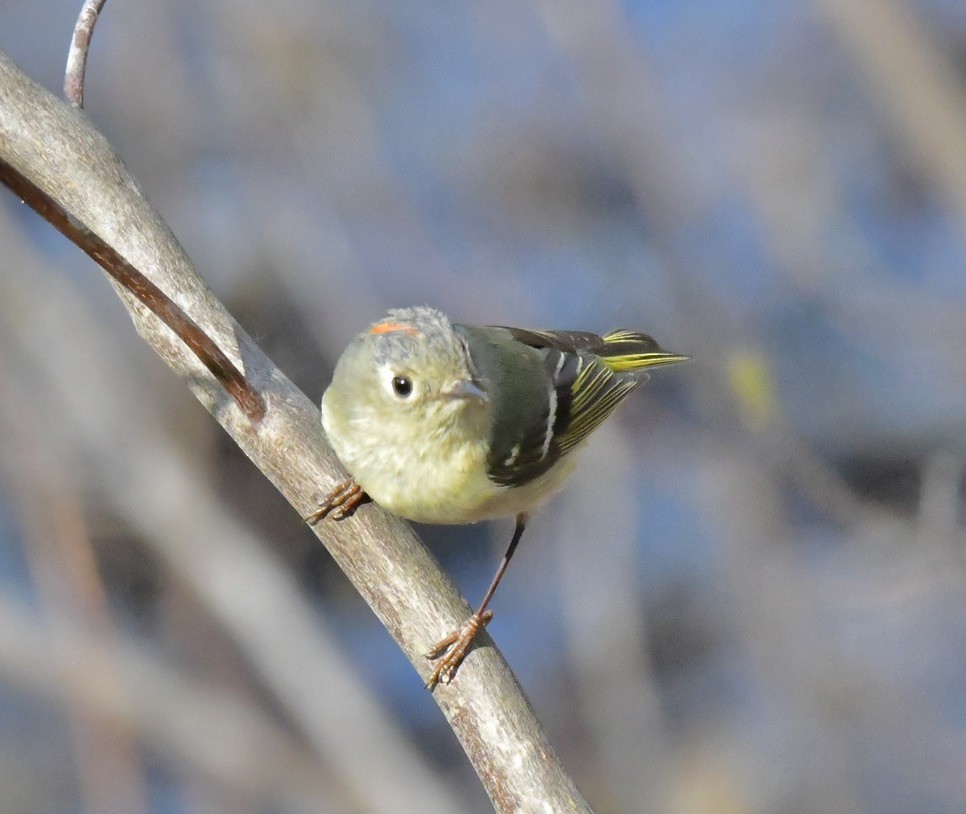 Ruby-crowned Kinglet - ML634930338