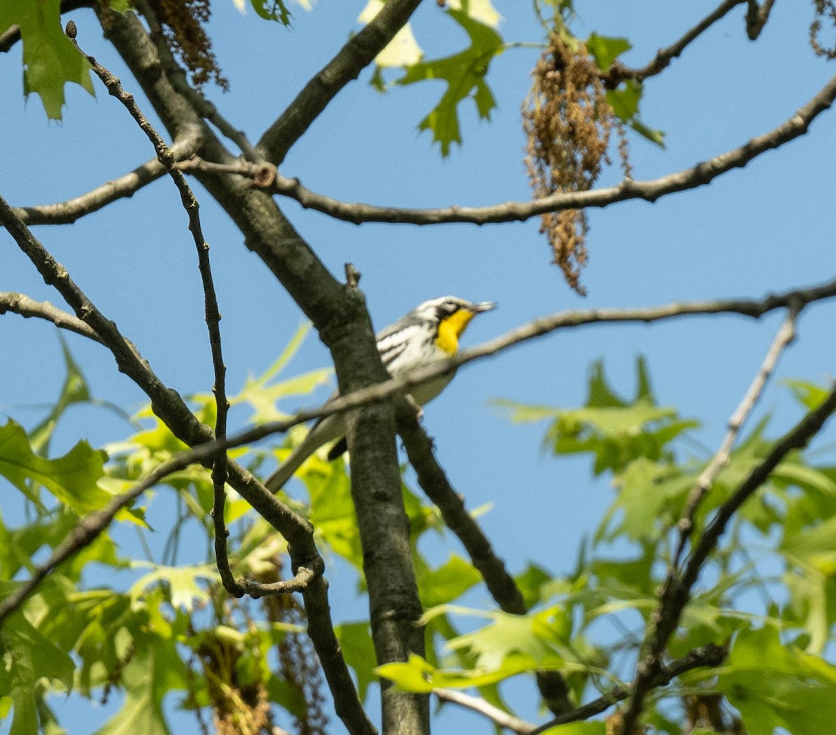 lesňáček zlatohrdlý - ML634930435