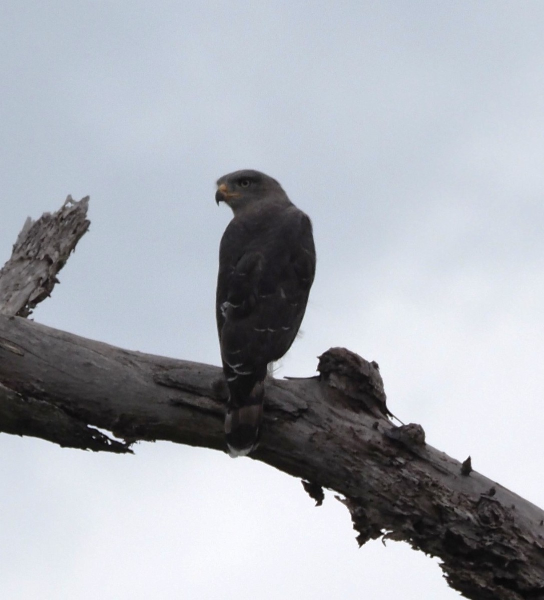 Southern Banded Snake-Eagle - ML634930542