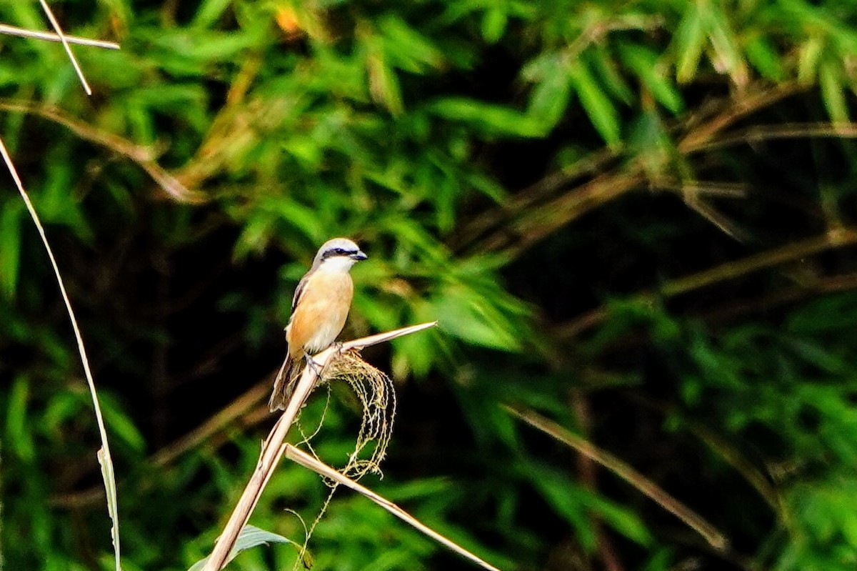 Brown Shrike (Brown) - ML634930591