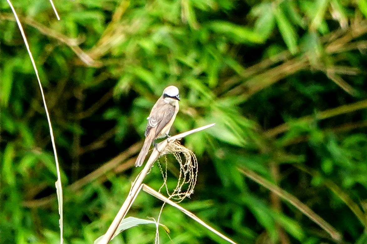 Brown Shrike (Brown) - ML634930592
