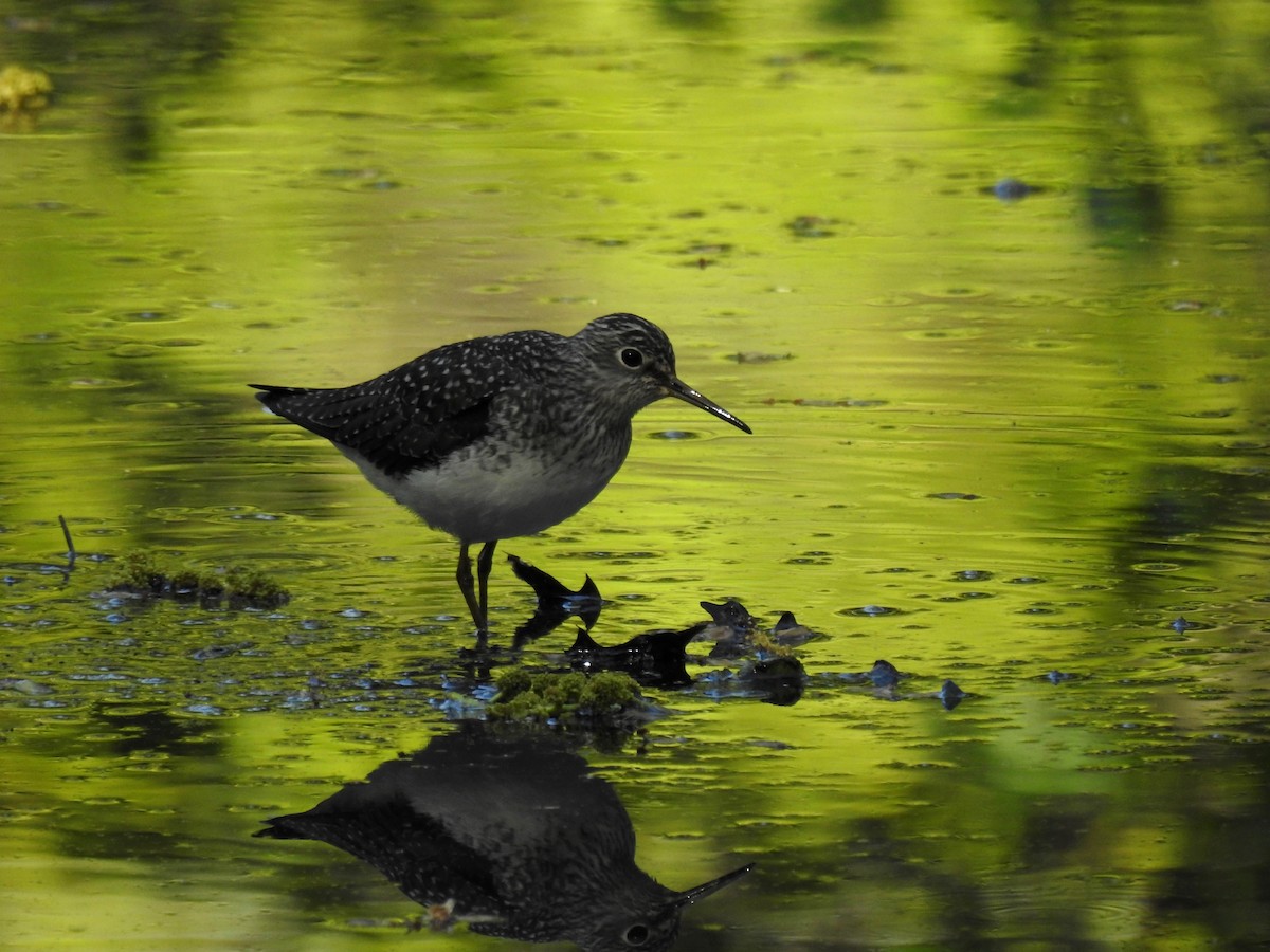 Einsiedelwasserläufer - ML634930914