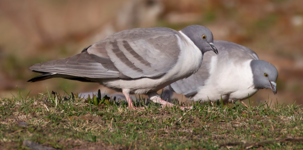 Snow Pigeon - ML634930929