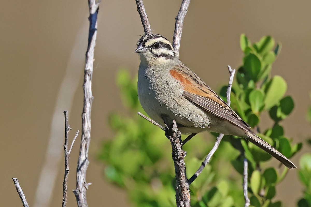 Cape Bunting (Cape) - ML634930980