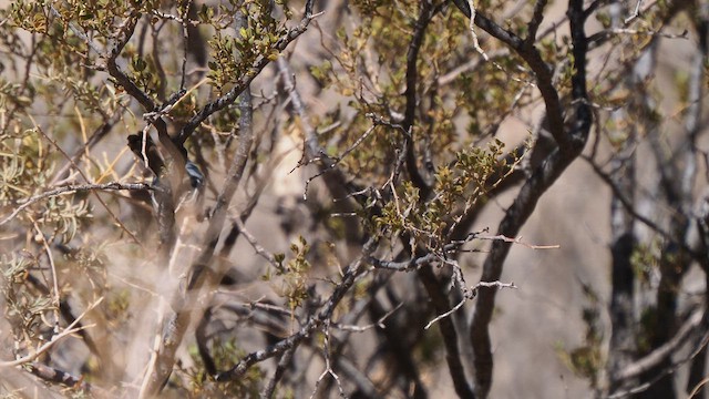 Black-tailed Gnatcatcher - ML634930993
