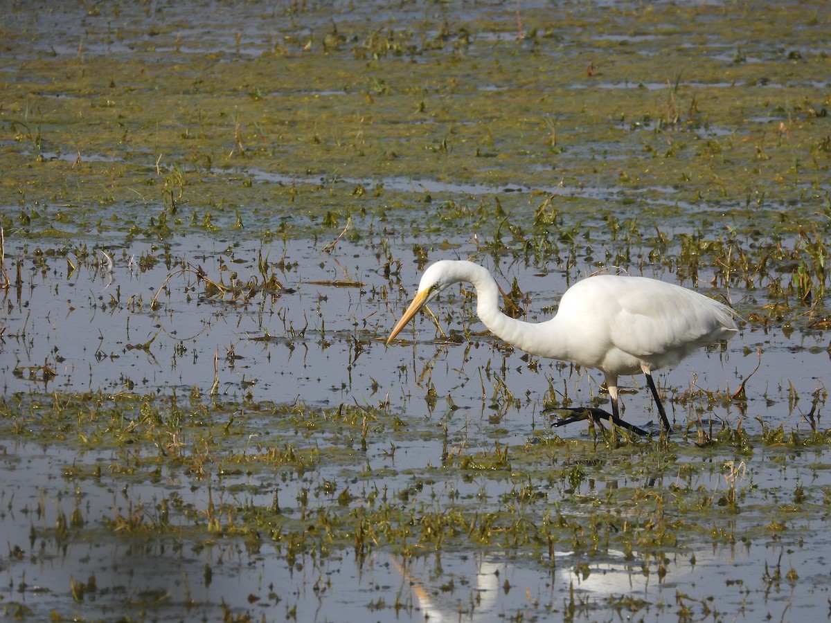 Great Egret - ML634931089