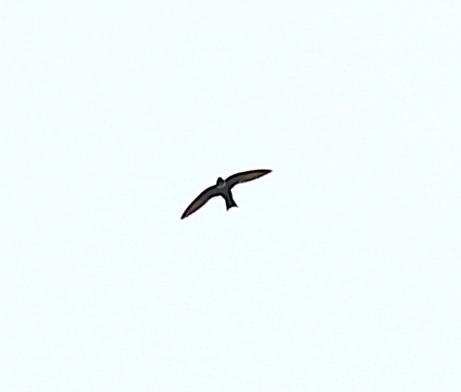 White-collared Swift - ML634931116