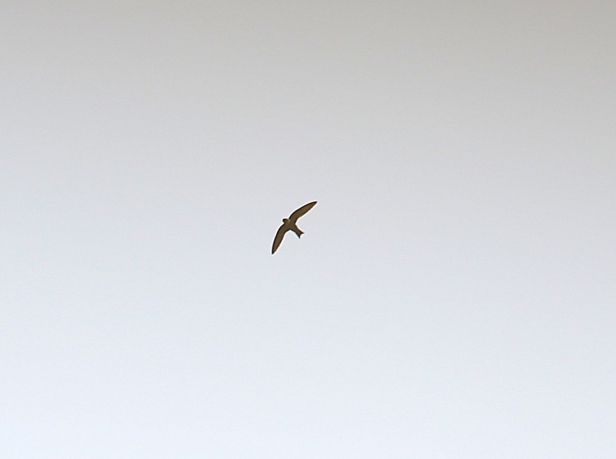 White-collared Swift - ML634931117