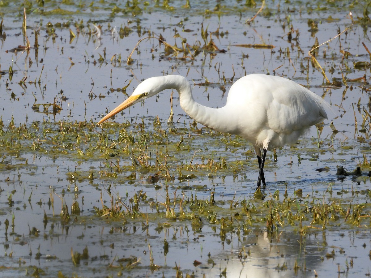 Great Egret - ML634931316