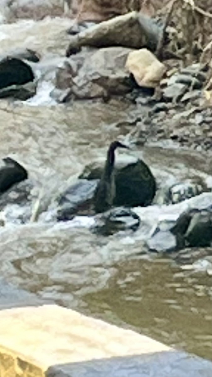 Fasciated Tiger-Heron - ML634931453