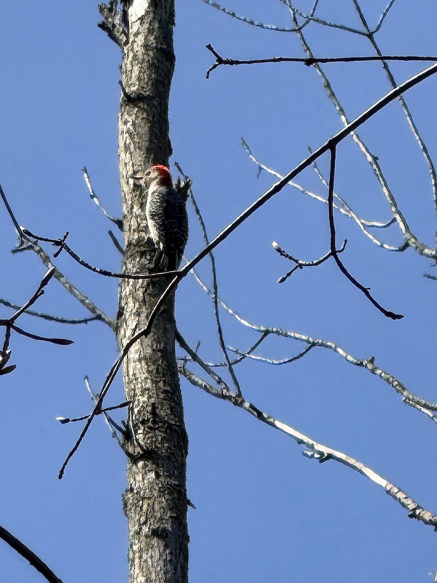 シマセゲラ - ML634931458