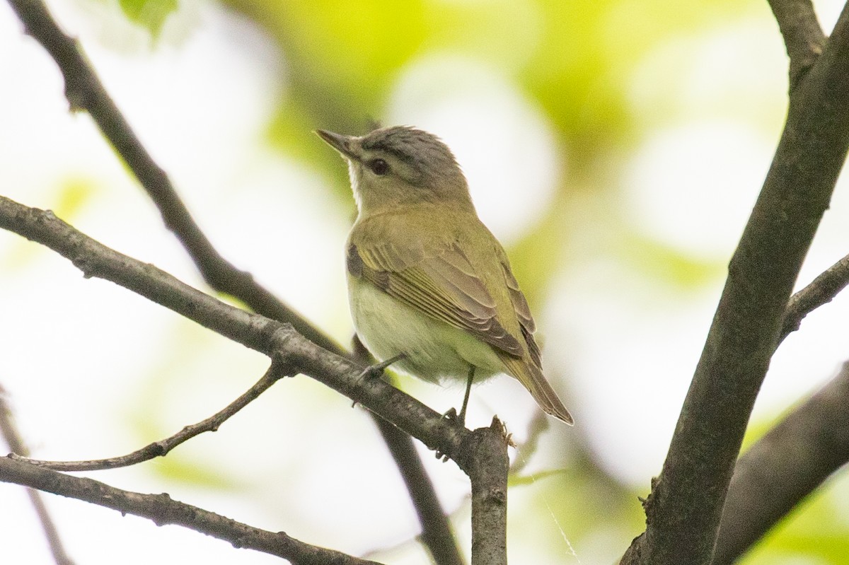 Red-eyed Vireo - ML634931505