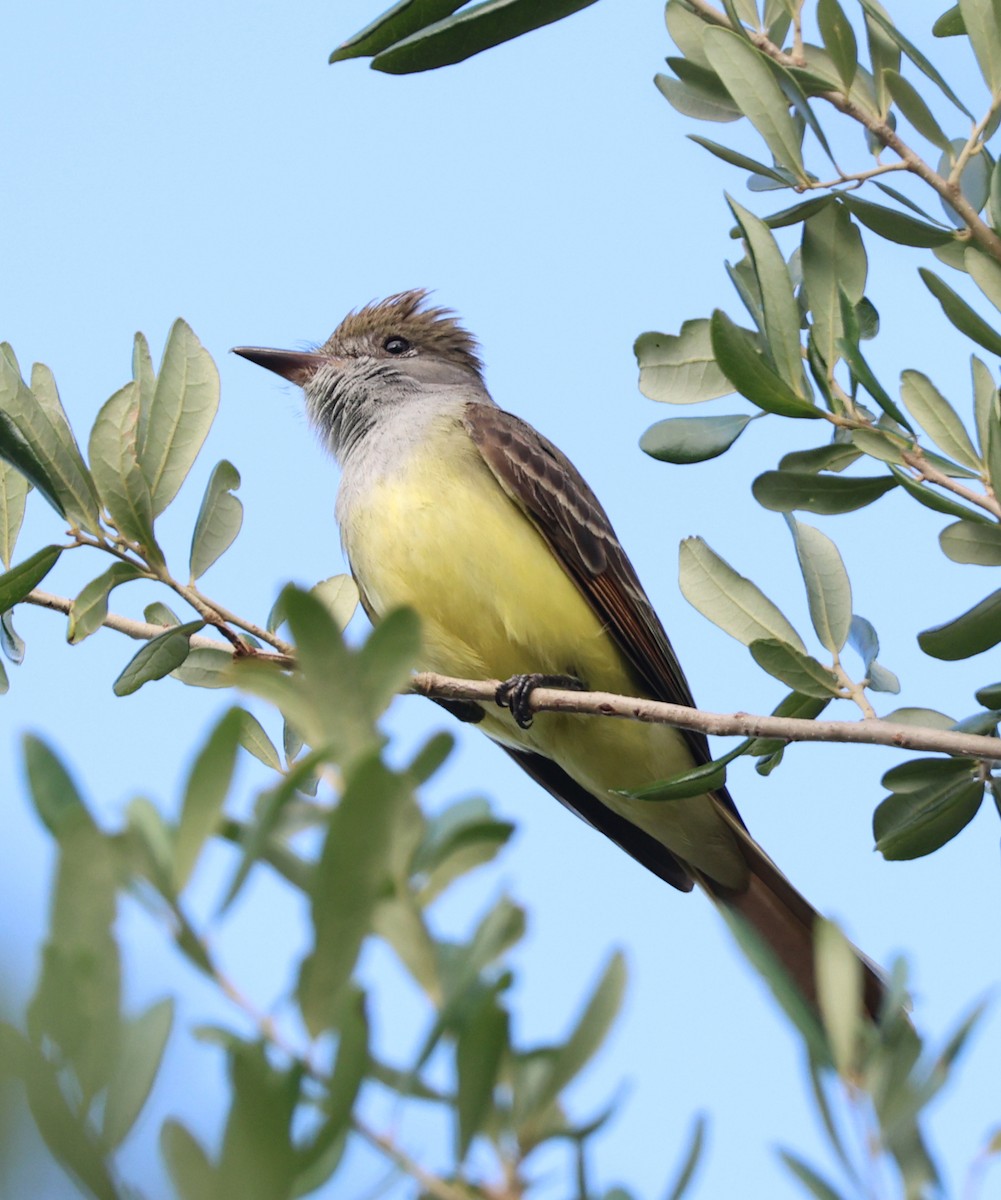 Great Crested Flycatcher - ML634931534