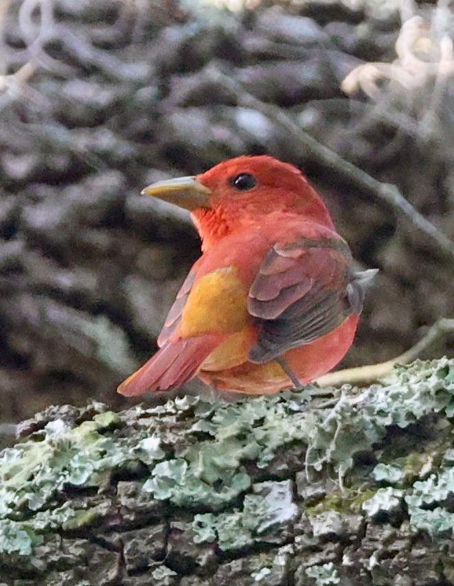 Summer Tanager - ML634931551