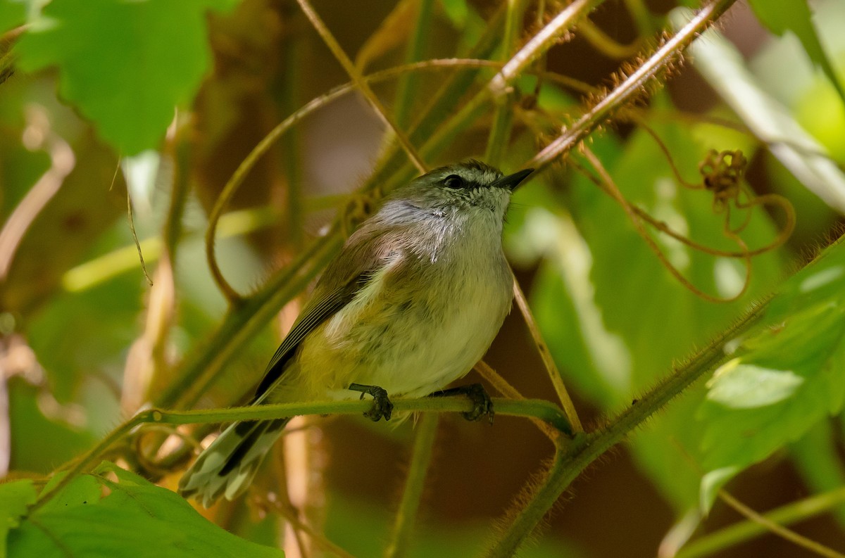 Brown Gerygone - ML634931640