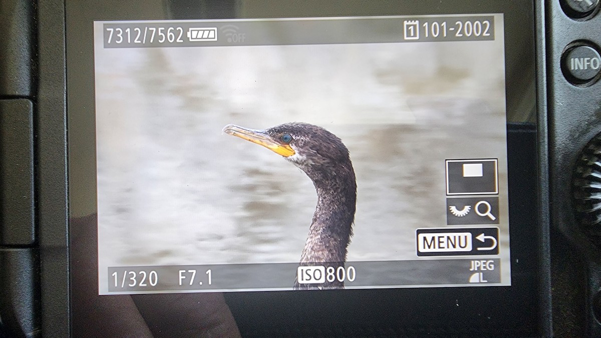 Neotropic Cormorant - ML634931662