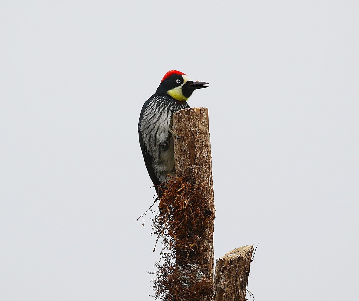 Acorn Woodpecker - ML634931665