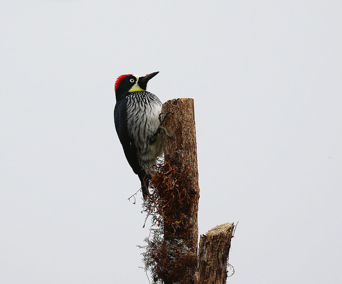 Acorn Woodpecker - ML634931666