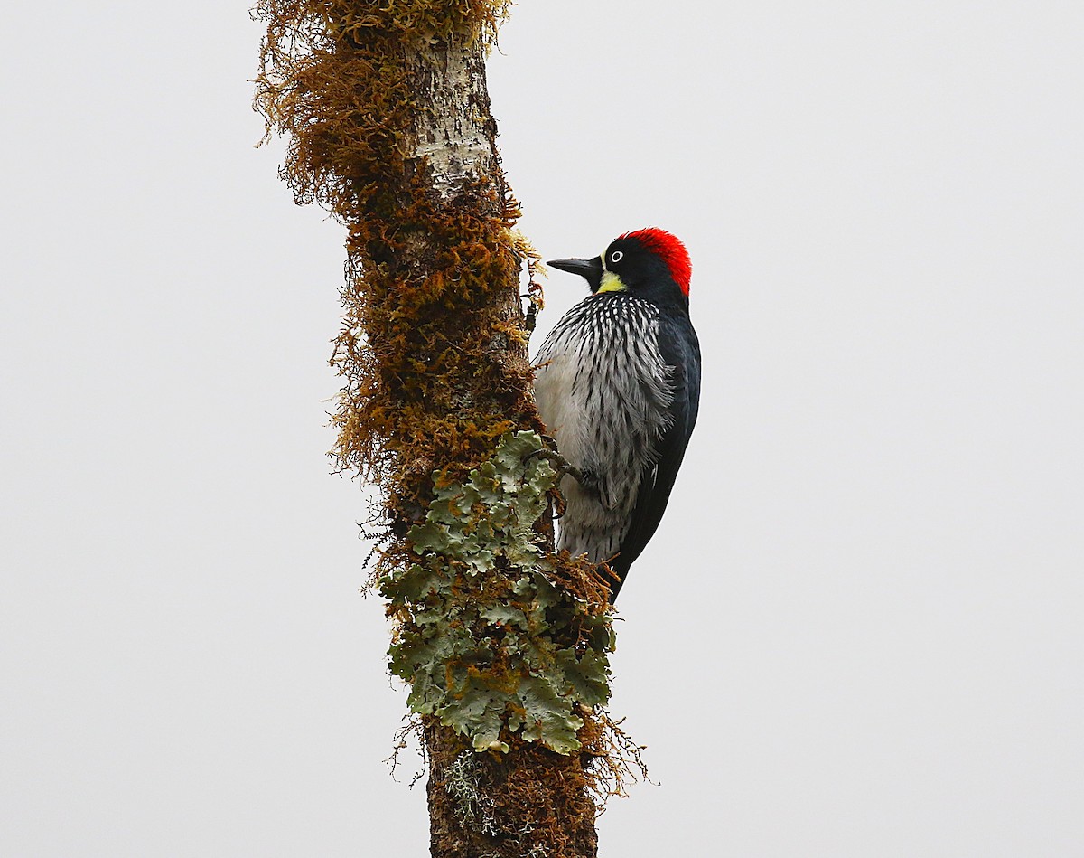Acorn Woodpecker - ML634931667