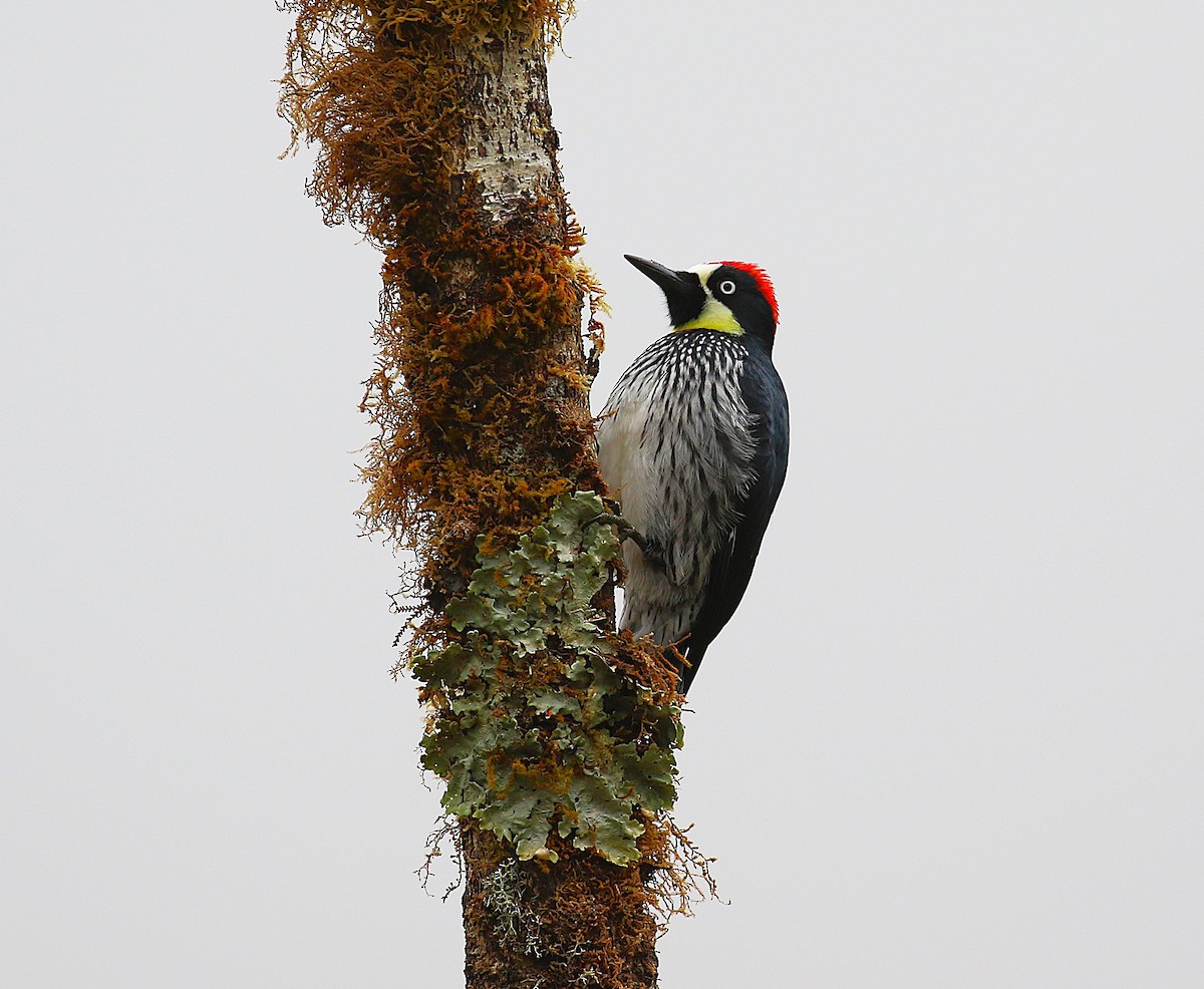 Acorn Woodpecker - ML634931668