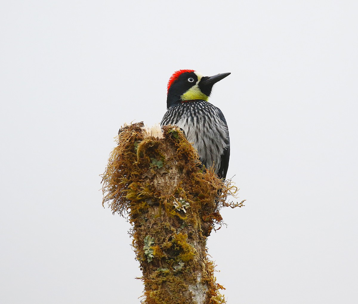 Acorn Woodpecker - ML634931669