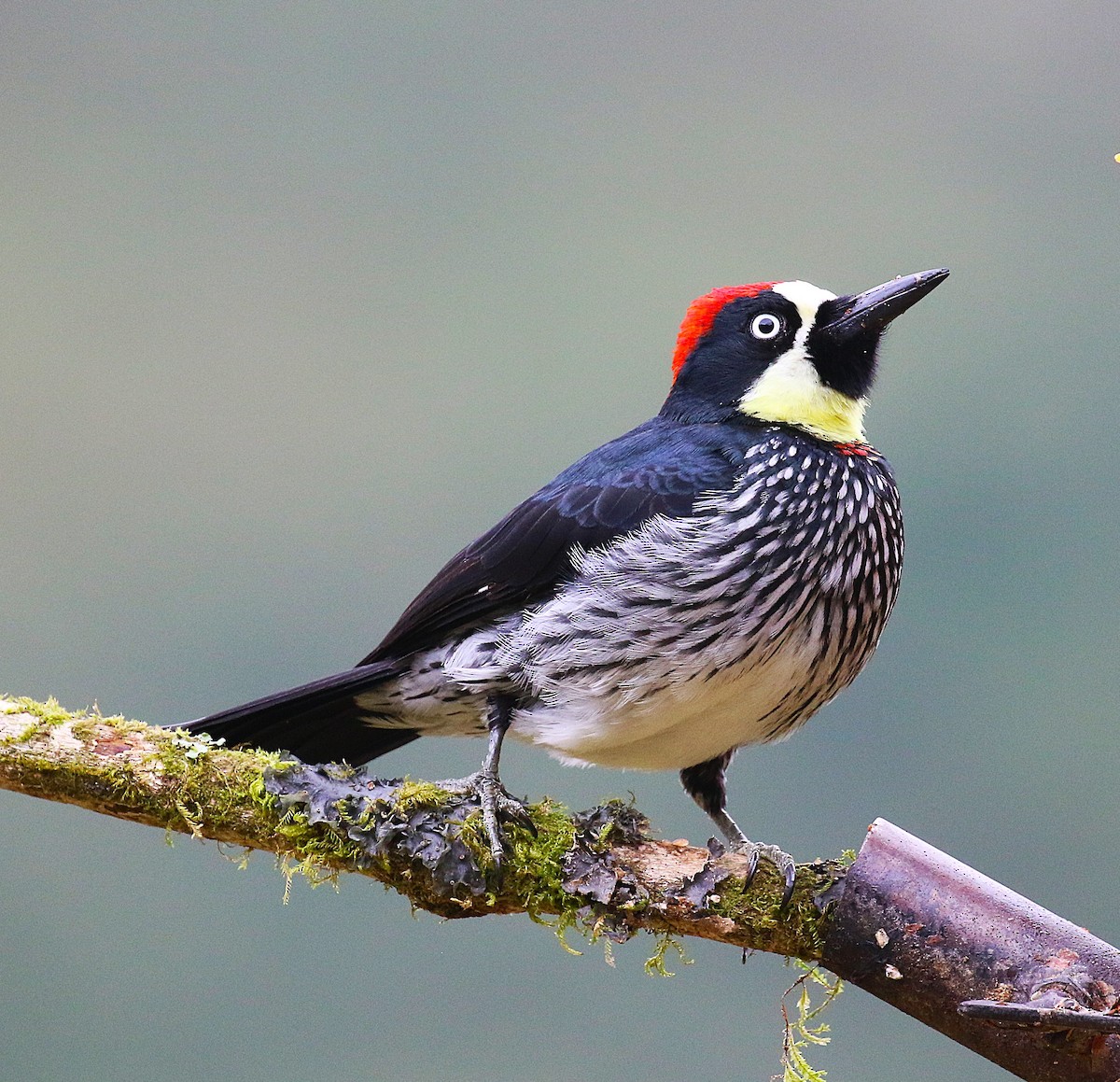 Acorn Woodpecker - ML634931670