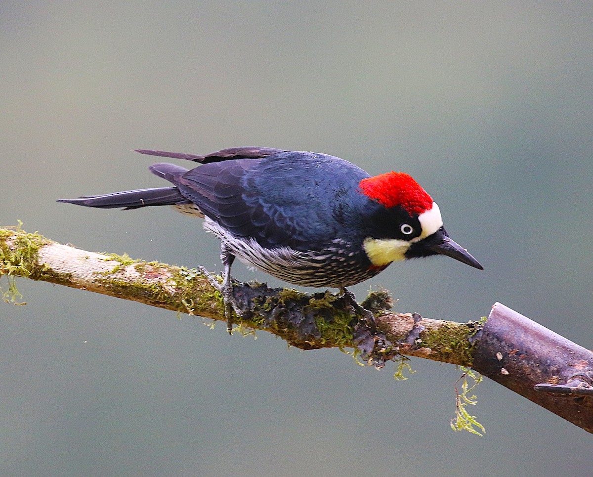 Acorn Woodpecker - ML634931671