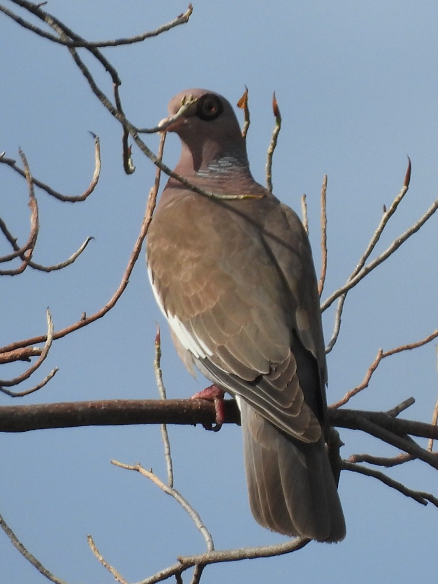 Bare-eyed Pigeon - ML634931744