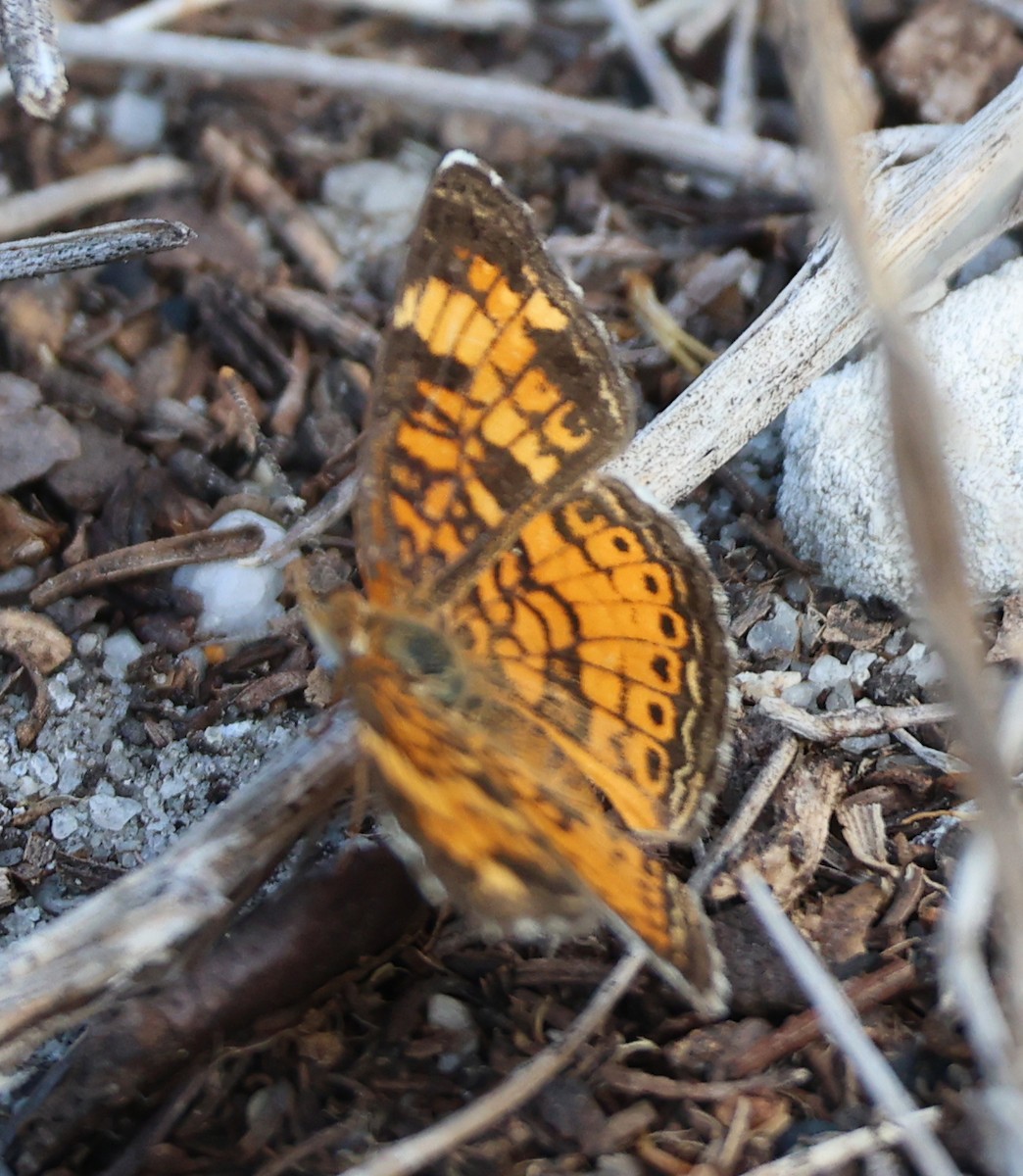 Pearl Crescent - ML634931754