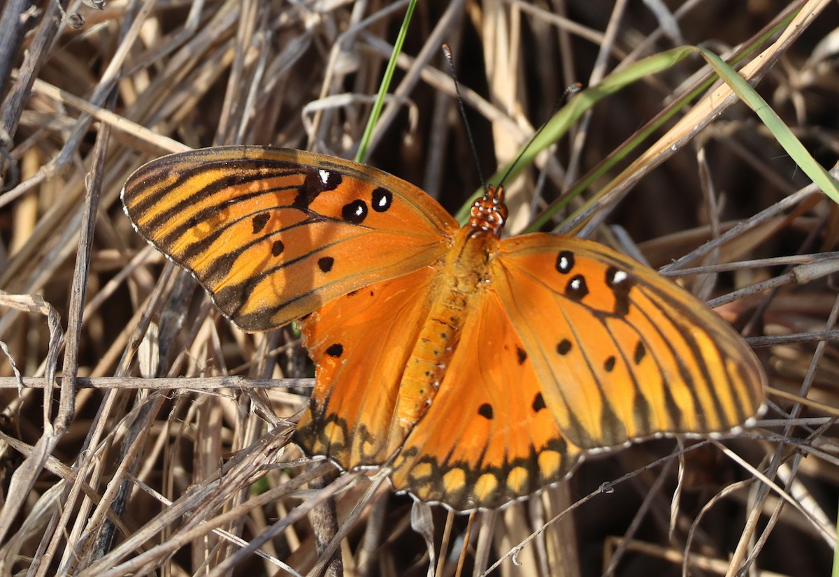 Gulf Fritillary - ML634931755