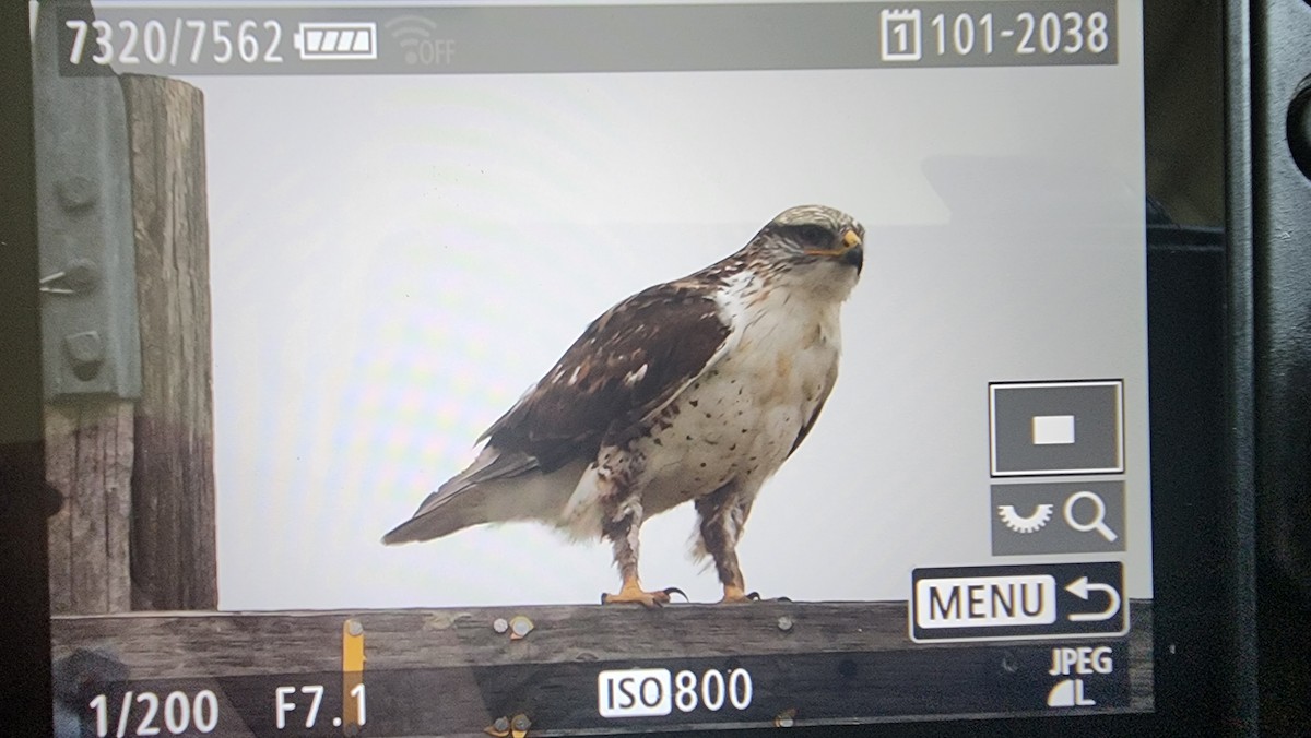 Ferruginous Hawk - ML634931776