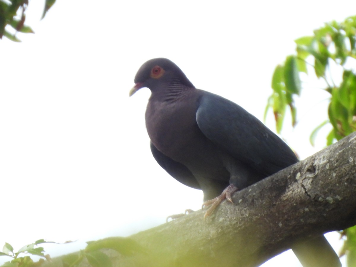 Scaly-naped Pigeon - ML634931778