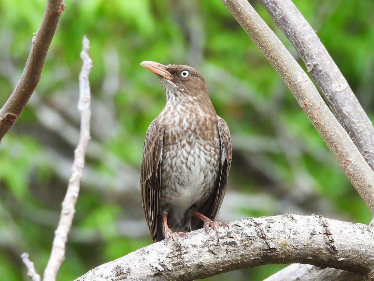Pearly-eyed Thrasher - ML634931822