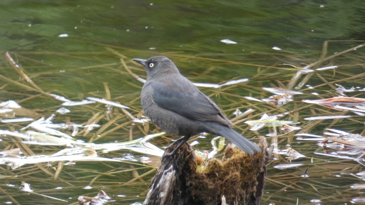 Rusty Blackbird - ML634931835