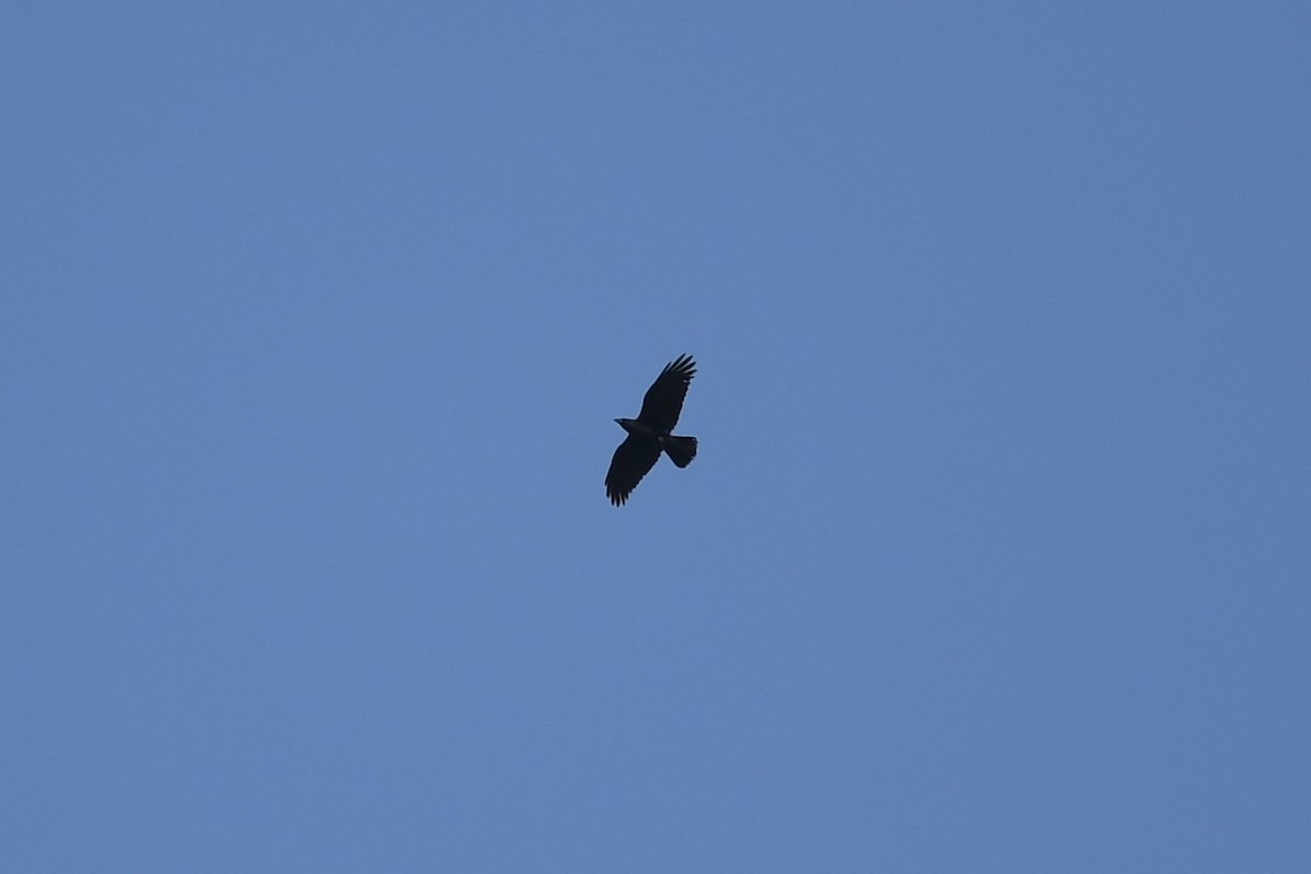 Corbeau à cou blanc - ML634931849