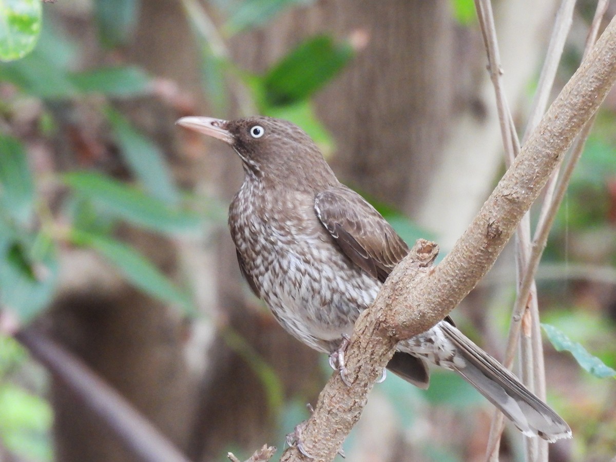 Pearly-eyed Thrasher - ML634931862