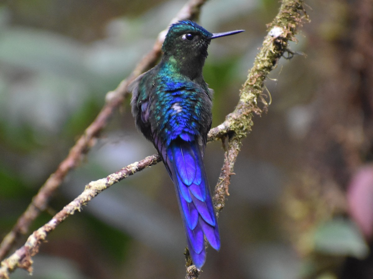 Violet-tailed Sylph - ML634932081