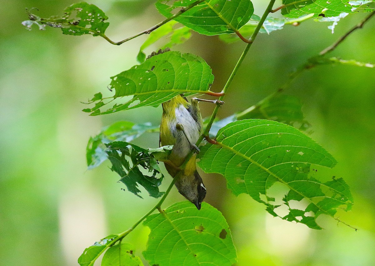 Common Chlorospingus - ML634932119