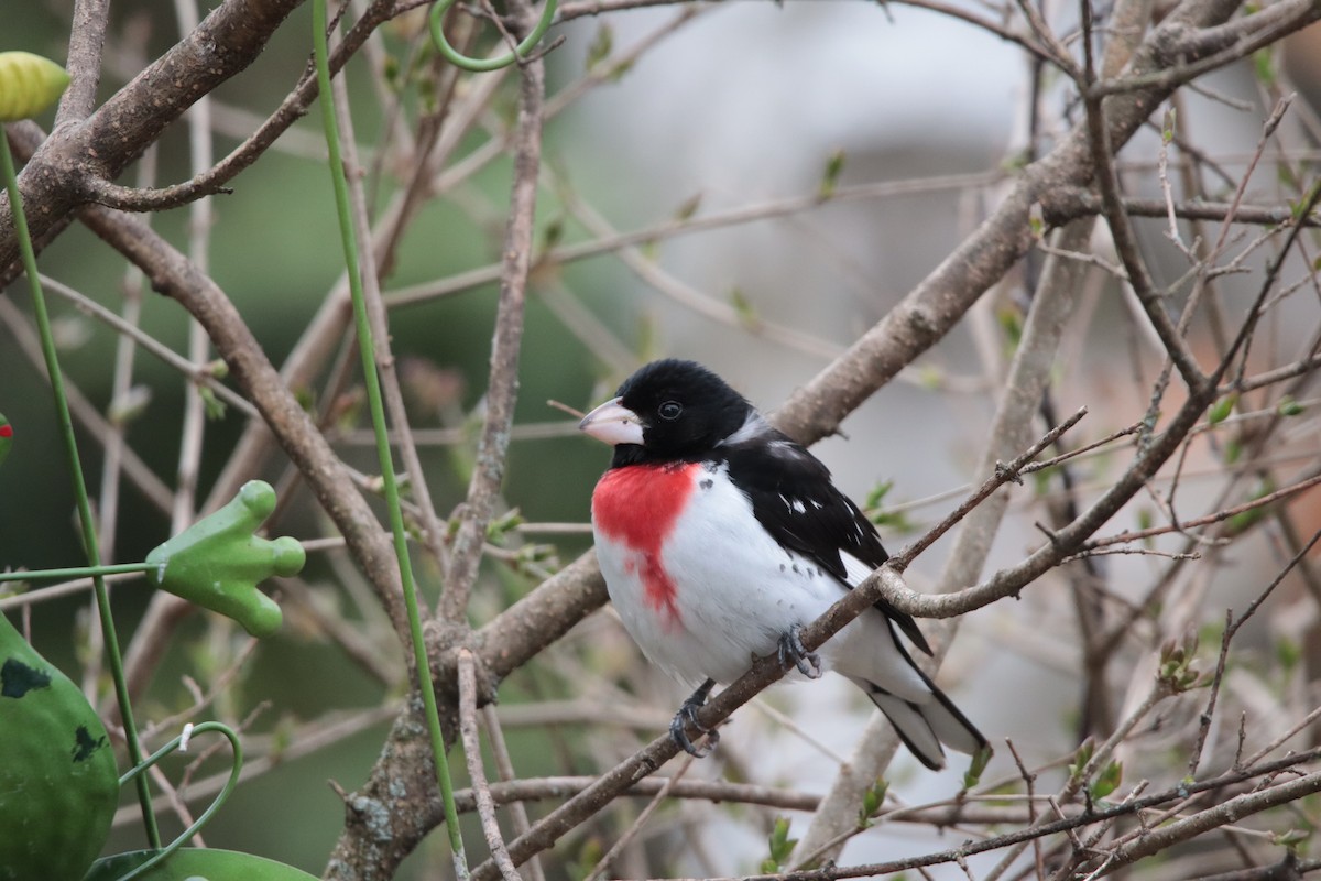 Rose-breasted Grosbeak - ML634932127