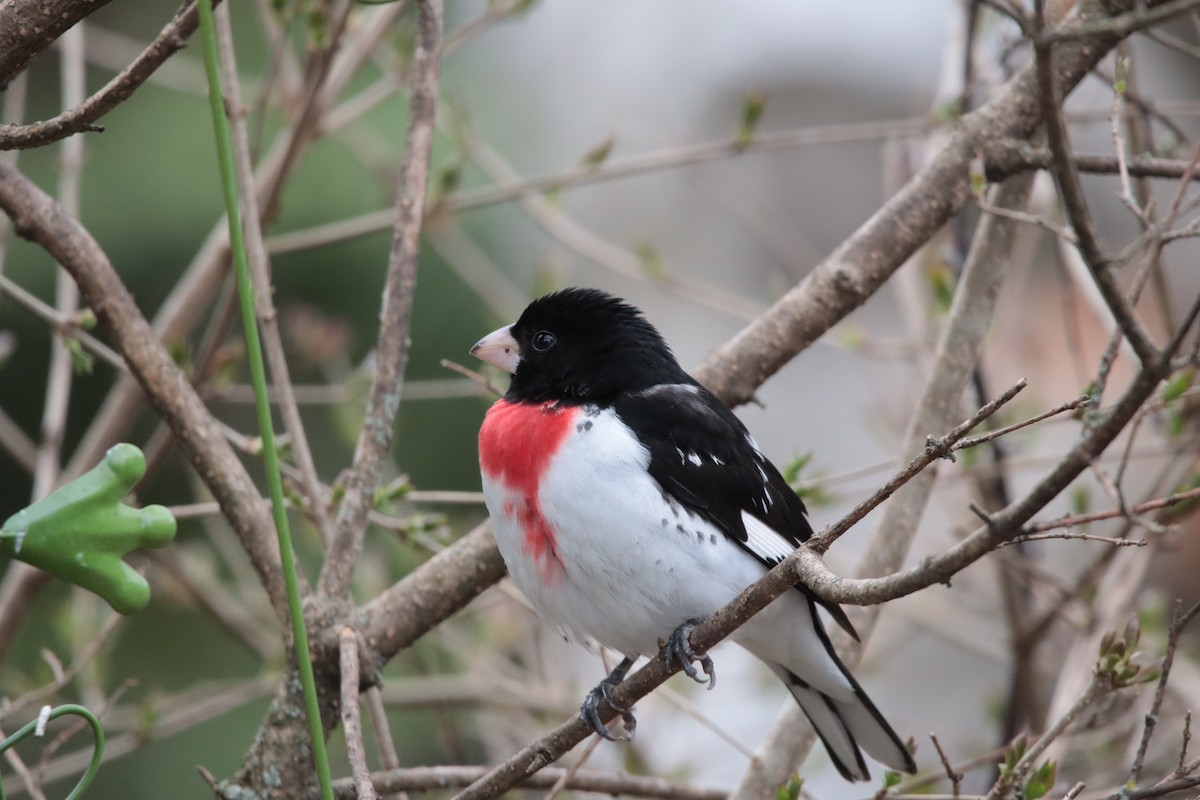 Rose-breasted Grosbeak - ML634932128