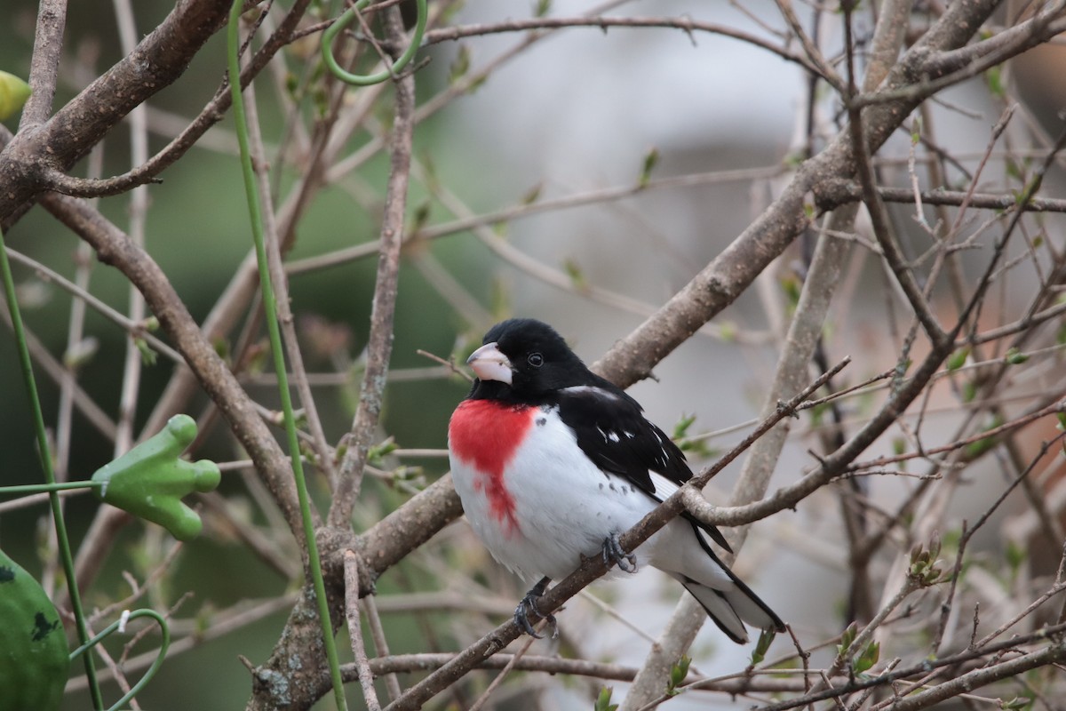 Rose-breasted Grosbeak - ML634932129