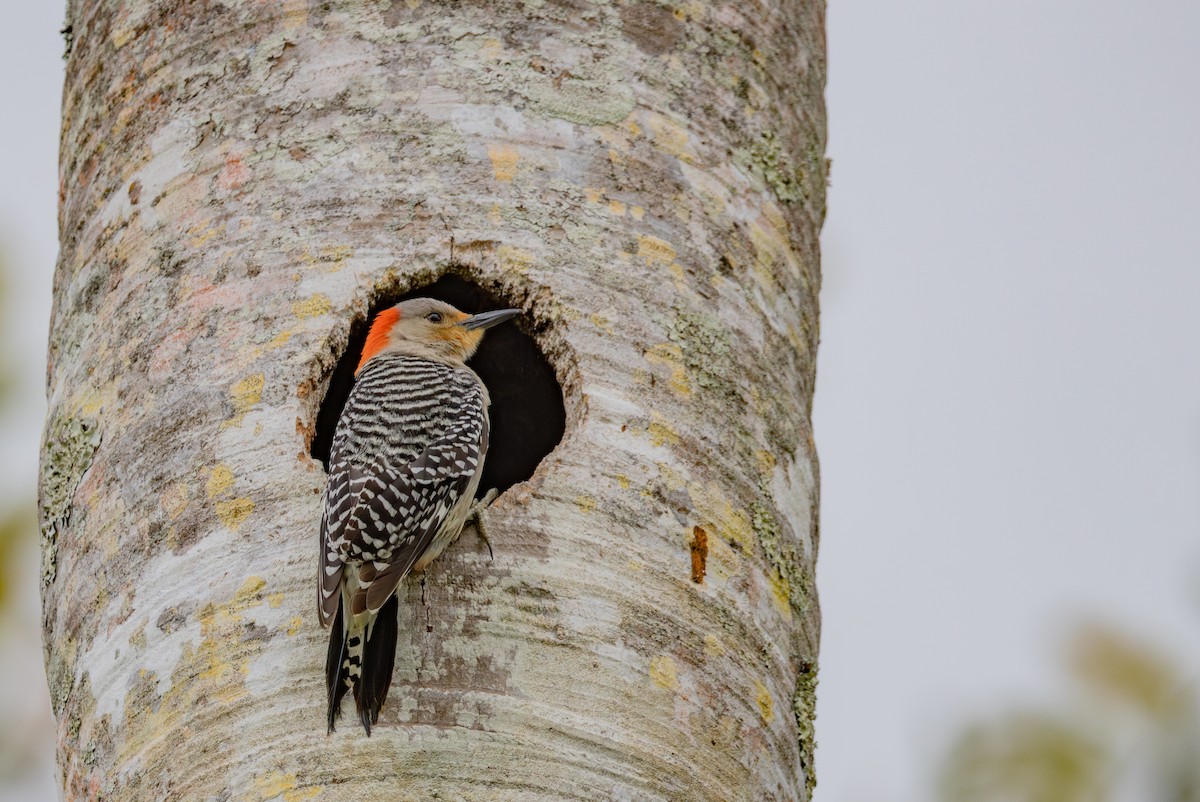 Red-bellied Woodpecker - ML634932174