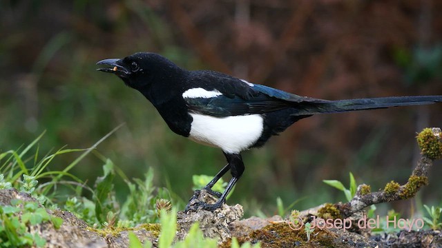 skjære (melanotos) - ML634932176