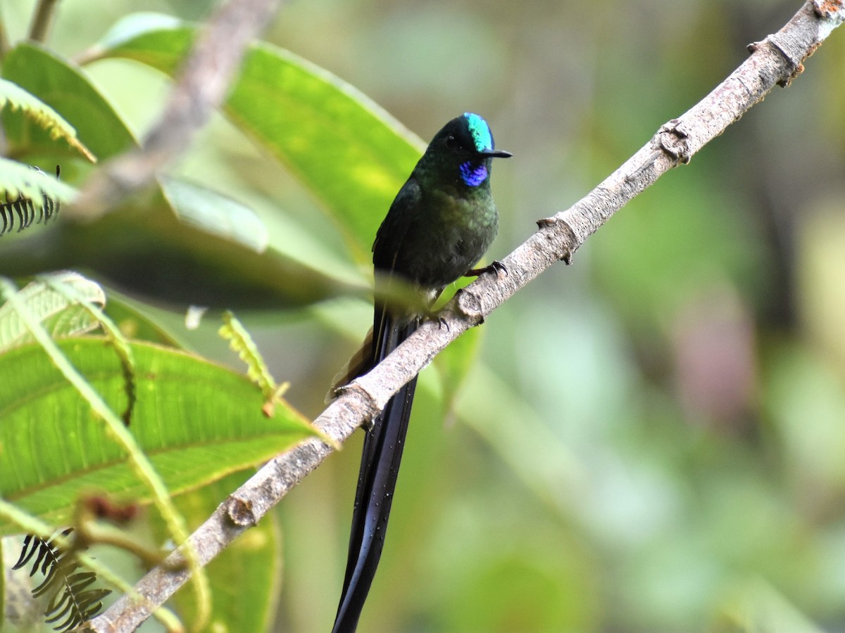 Violet-tailed Sylph - ML634932202